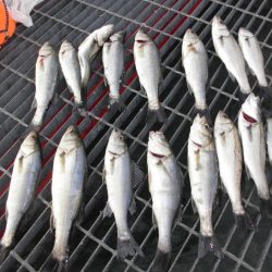 尼崎市立魚つり公園 釣果