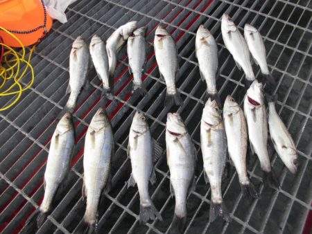 尼崎市立魚つり公園 釣果