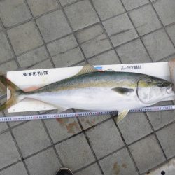 尼崎市立魚つり公園 釣果