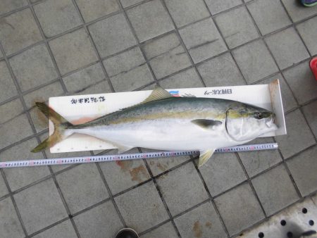 尼崎市立魚つり公園 釣果