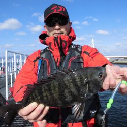 尼崎市立魚つり公園 釣果