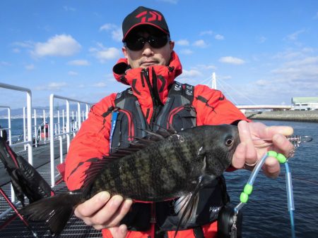尼崎市立魚つり公園 釣果