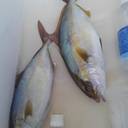 遊漁船 新鋭丸 釣果