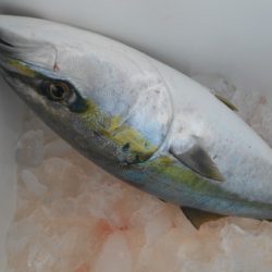 こうゆう丸 釣果