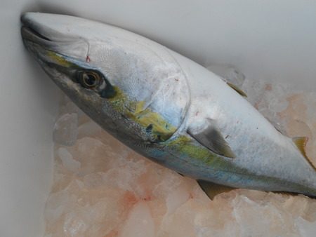 こうゆう丸 釣果