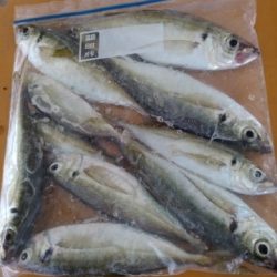 サビキ釣りの不思議