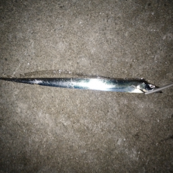 サヨリパターンでタチウオ