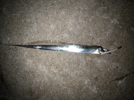 サヨリパターンでタチウオ