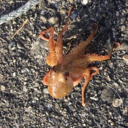 ファミリーフィッシング