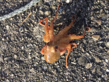 ファミリーフィッシング