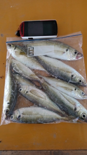 サビキ釣りの不思議