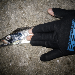 サヨリパターンでタチウオ