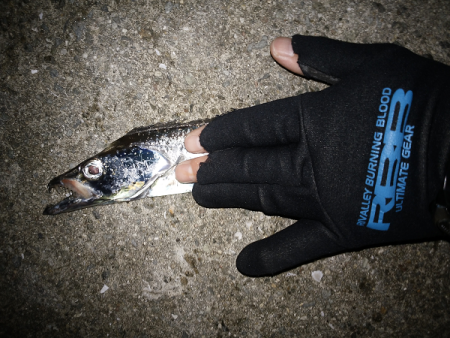 サヨリパターンでタチウオ