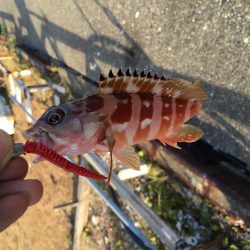 ファミリーフィッシング