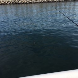 セイゴそこそこ釣れました