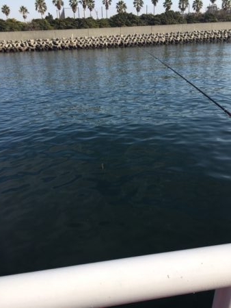 セイゴそこそこ釣れました