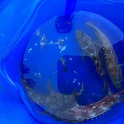 ファミリーフィッシング