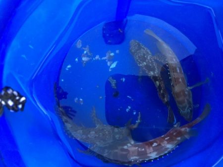 ファミリーフィッシング