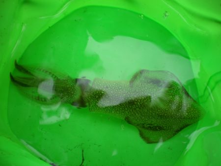 オリジナルメーカー海づり公園(市原市海づり施設) 釣果