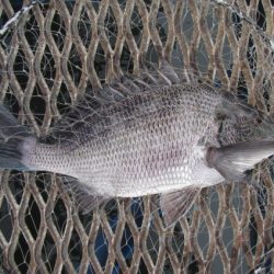 オリジナルメーカー海づり公園(市原市海づり施設) 釣果