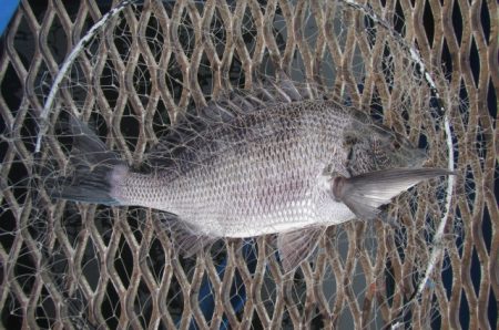 オリジナルメーカー海づり公園(市原市海づり施設) 釣果