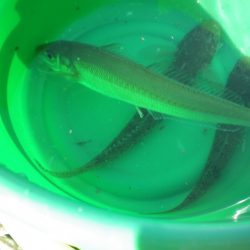 オリジナルメーカー海づり公園(市原市海づり施設) 釣果