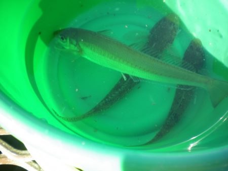 オリジナルメーカー海づり公園(市原市海づり施設) 釣果