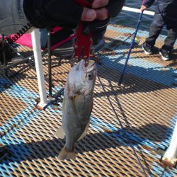 オリジナルメーカー海づり公園(市原市海づり施設) 釣果