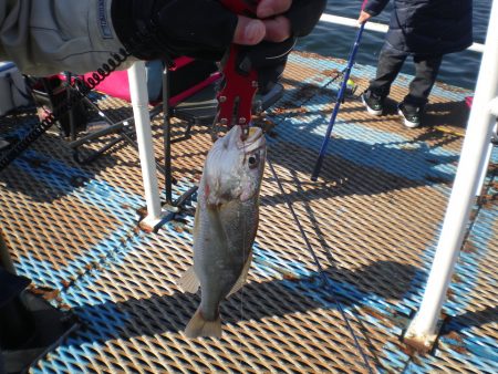 オリジナルメーカー海づり公園(市原市海づり施設) 釣果