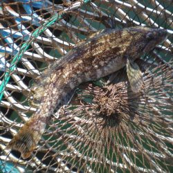 オリジナルメーカー海づり公園(市原市海づり施設) 釣果