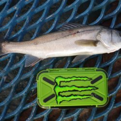 オリジナルメーカー海づり公園(市原市海づり施設) 釣果