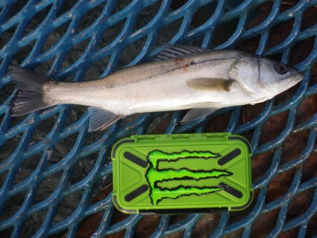 オリジナルメーカー海づり公園(市原市海づり…