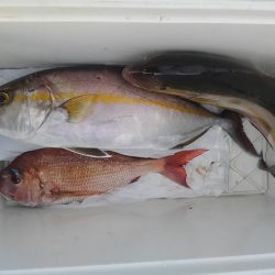 遊漁船 新鋭丸 釣果