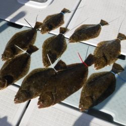 遊漁船 幸友丸 釣果