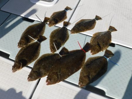 遊漁船 幸友丸 釣果