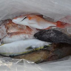 八海丸 釣果