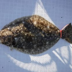 遊漁船 幸友丸 釣果