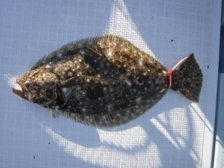 遊漁船 幸友丸 釣果