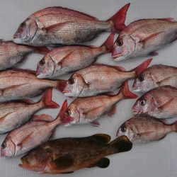 遊漁船 家入 釣果