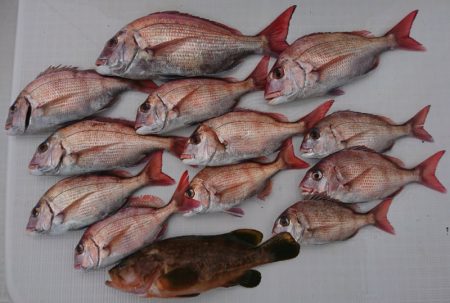 遊漁船　家入 釣果