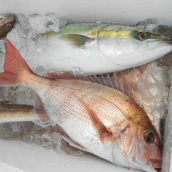 こうゆう丸 釣果