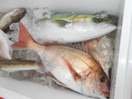 こうゆう丸 釣果