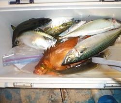 松福丸 釣果