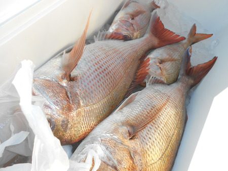 こうゆう丸 釣果