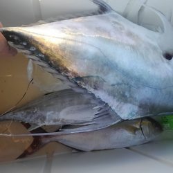 遊漁船 新鋭丸 釣果