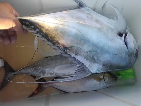 遊漁船 新鋭丸 釣果