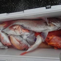 遊漁船 新鋭丸 釣果