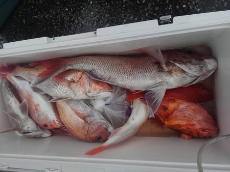 遊漁船 新鋭丸 釣果