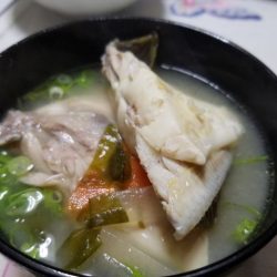 Magic（マジック） 釣果