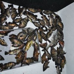 TOPGUN名古屋 釣果